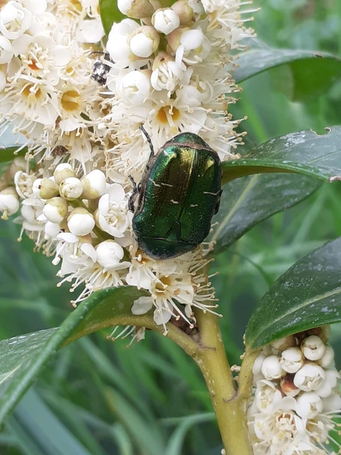 Cetonia aurata - aranyos virágbogár Cetonia aurata - aranyos virágbogár