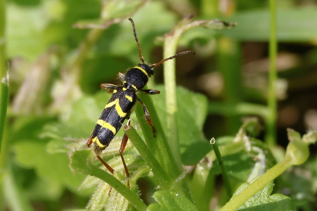 Clytus arietis - közönséges darázscincér