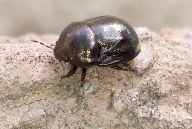 Thyreocoris