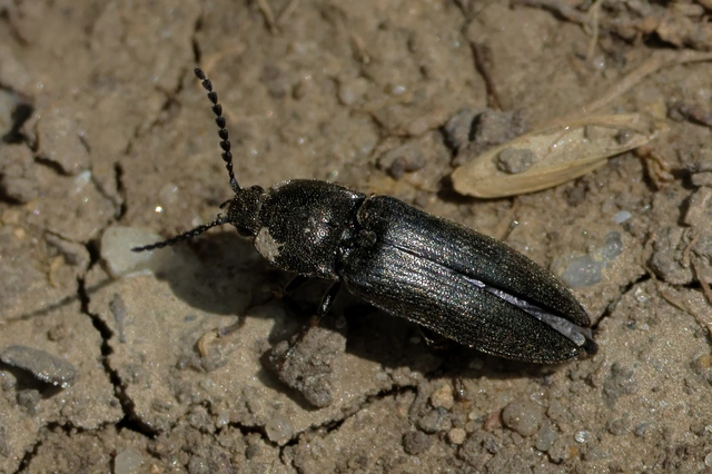 Melanotus