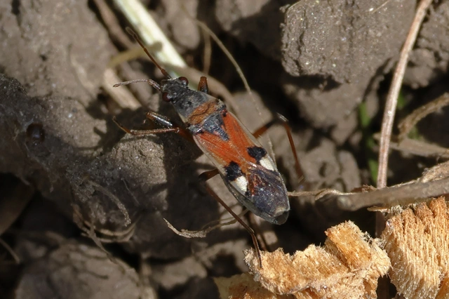 Beosus quadripunctatus - pettyes homokibodobács