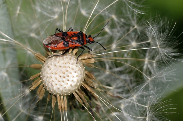 Corizus hyoscyami - piros karimáspoloska
