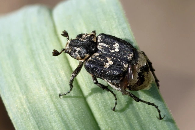 Valgus hemipterus - suta virágbogár