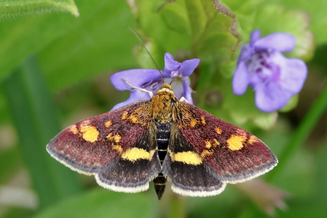 Pyrausta aurata - aranyló bíbormoly