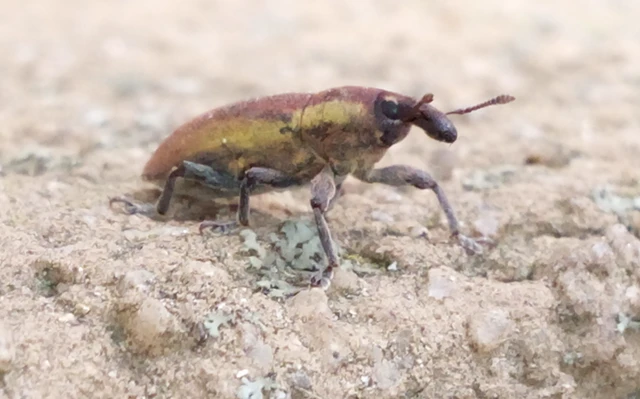 Lixus angustus - rövid dudvabarkó