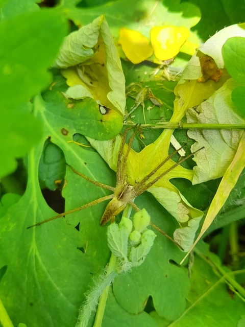 Pisaura mirabilis - csodáspók