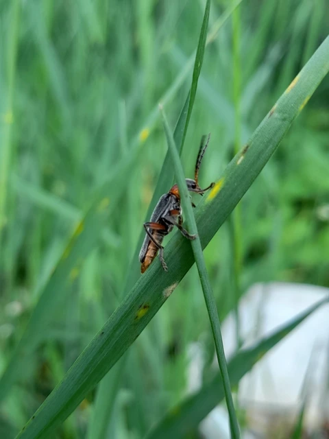 Cantharis rustica - suszterbogár