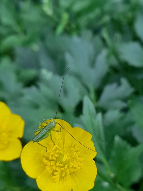 Tettigonia