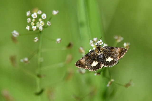 Panemeria tenebrata - apró sárgabagoly