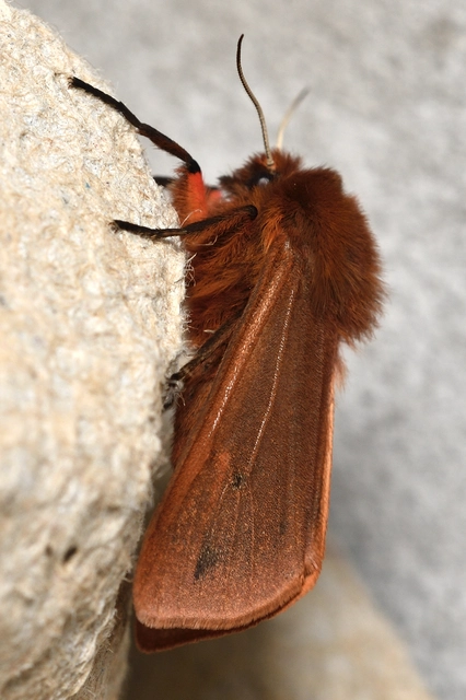 Phragmatobia fuliginosa - füstös medvelepke