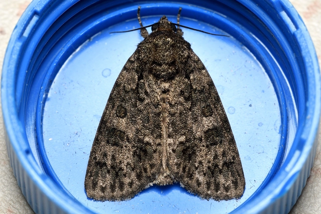 Acronicta rumicis - sóska-szigonyosbagoly
