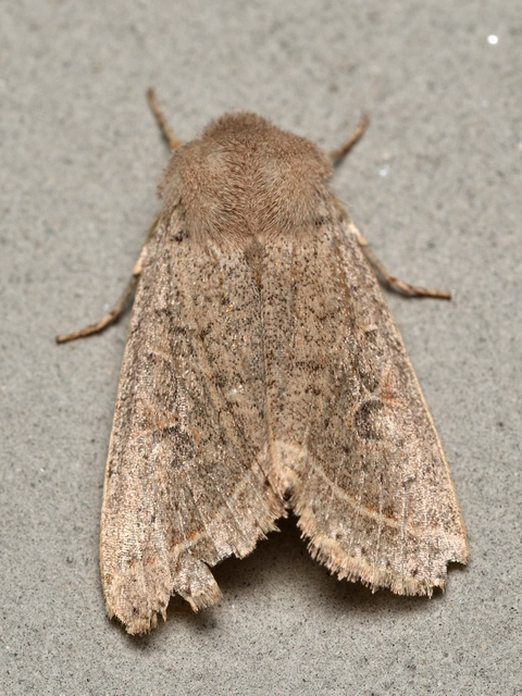 Orthosia cerasi - közepes barkabagoly