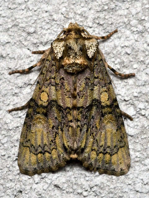 Craniophora ligustri - fagyalbagoly