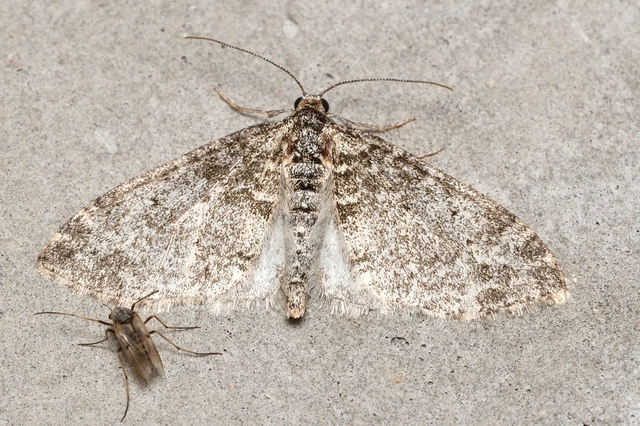 Lobophora halterata - szárnyfüggelékes araszoló