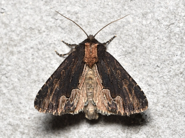 Dypterygia scabriuscula - szurokbarna nyáribagoly