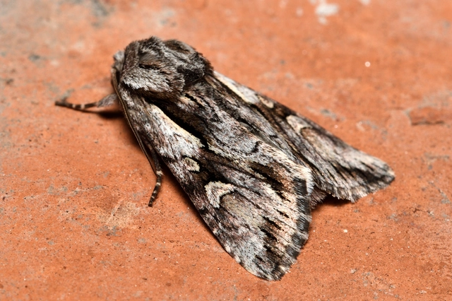 Chloantha hyperici - orbáncfű-sugarasbagoly