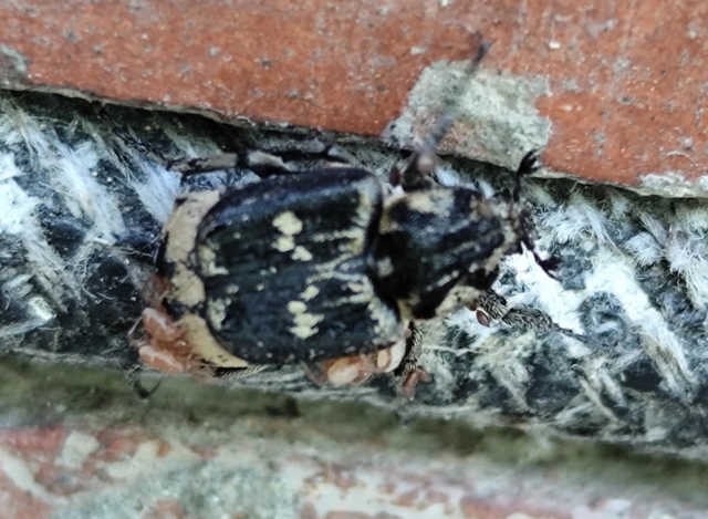 Valgus hemipterus - suta virágbogár