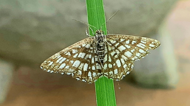 Chiasmia clathrata - rácsos rétiaraszoló