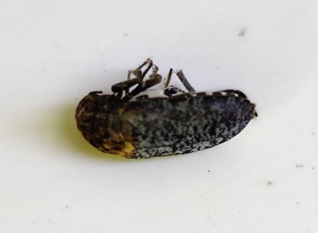 Dermestes undulatus - márványos porva Dermestes undulatus - márványos porva