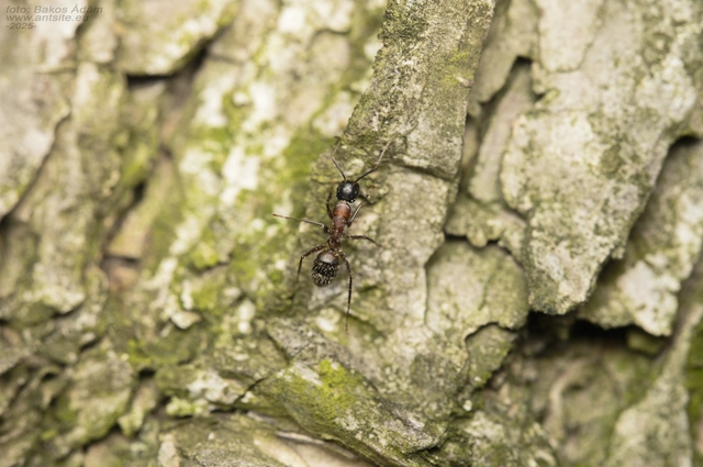 Camponotus ligniperda - faodvasító lóhangya