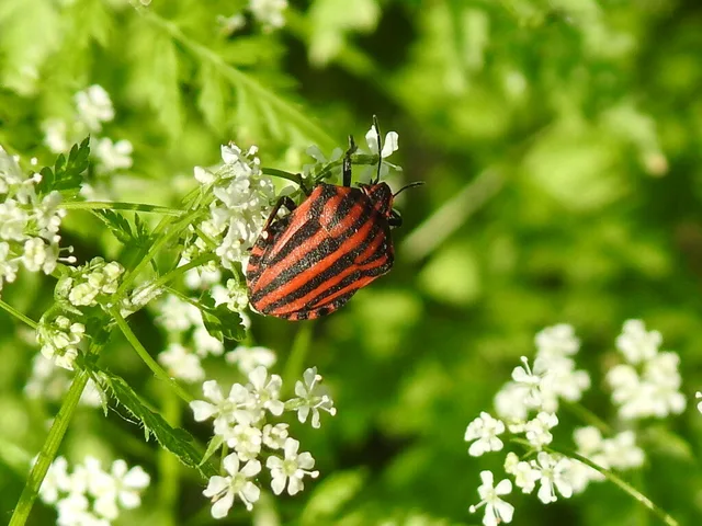 Graphosoma italicum - csíkos pajzsospoloska