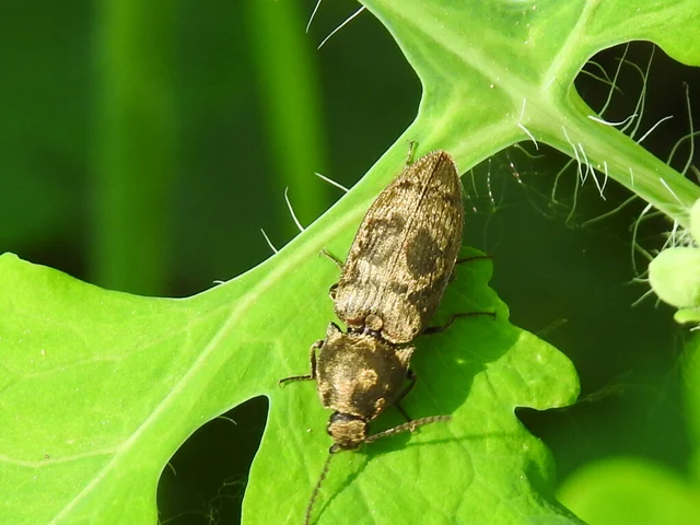 Prosternon