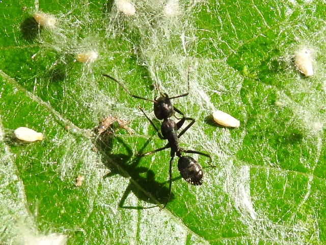 Camponotus vagus - fekete lóhangya