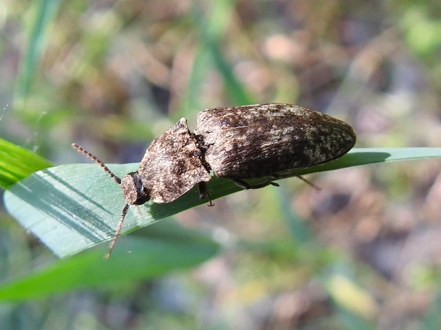 Agrypnus murinus - egérszínű pikkelyespattanó