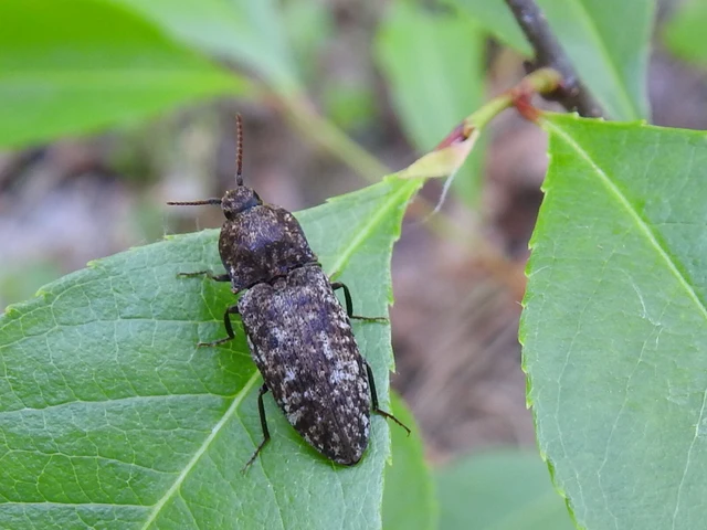 Agrypnus murinus - egérszínű pikkelyespattanó