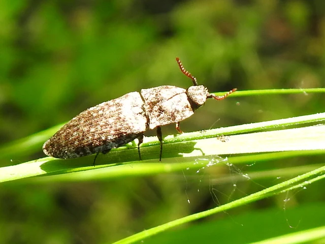 Agrypnus murinus - egérszínű pikkelyespattanó