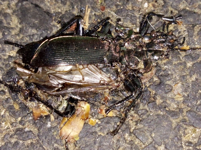 Calosoma inquisitor - kis bábrabló