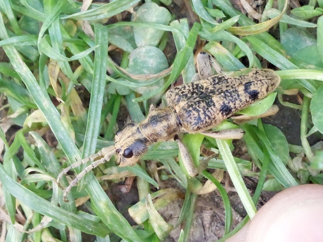 Rhagium sycophanta - tölgyes-tövisescincér