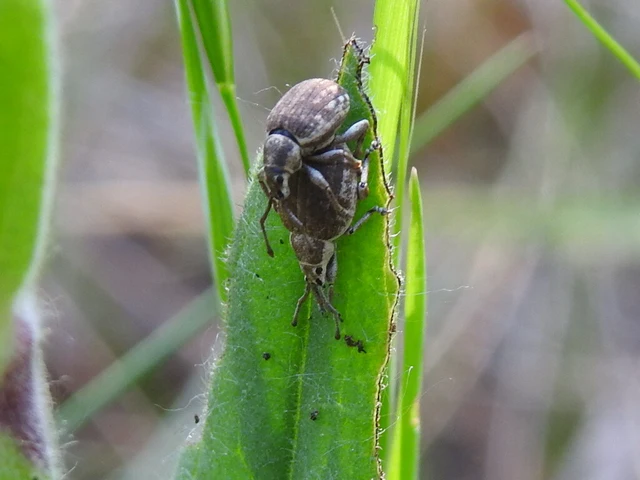 Peritelus familiaris - nagy kendermagbogár