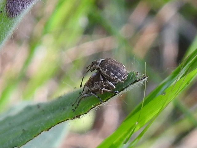 Peritelus familiaris - nagy kendermagbogár