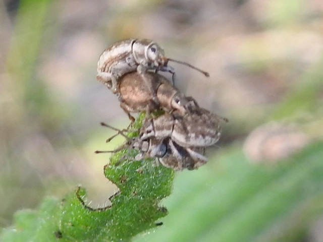Peritelus familiaris - nagy kendermagbogár