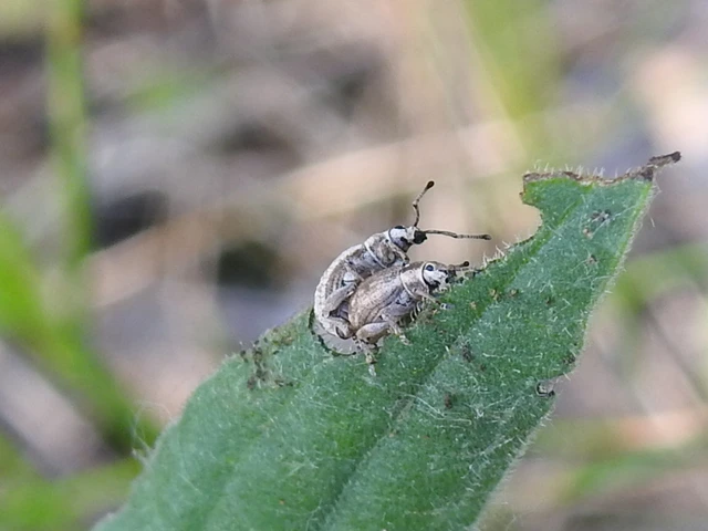 Peritelus familiaris - nagy kendermagbogár