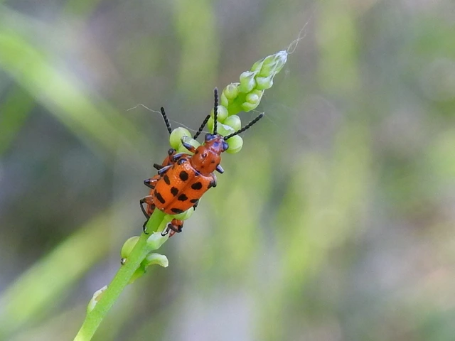 Crioceris quatuordecimpunctata - tizennégypontos spárgabogár