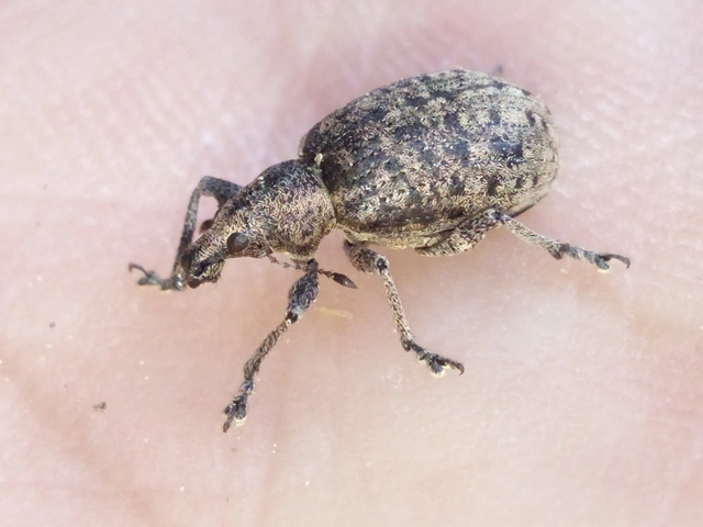 Liophloeus tessulatus - kockás barabolyormányos
