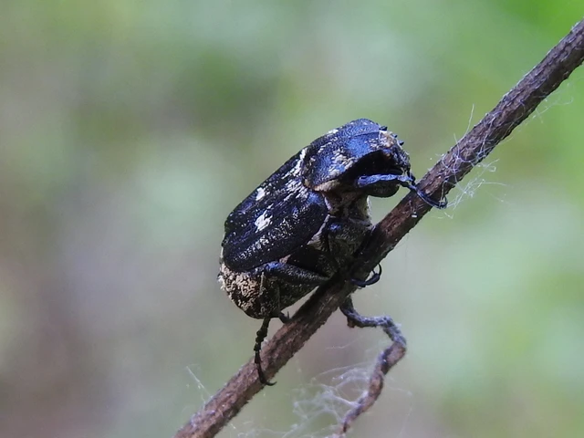 Valgus hemipterus - suta virágbogár