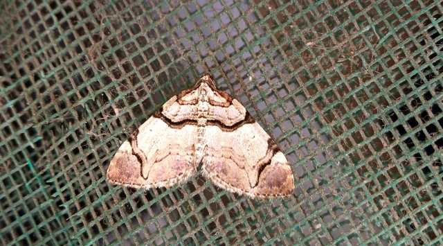 Anticlea derivata - vadrózsa-tarkaaraszoló
