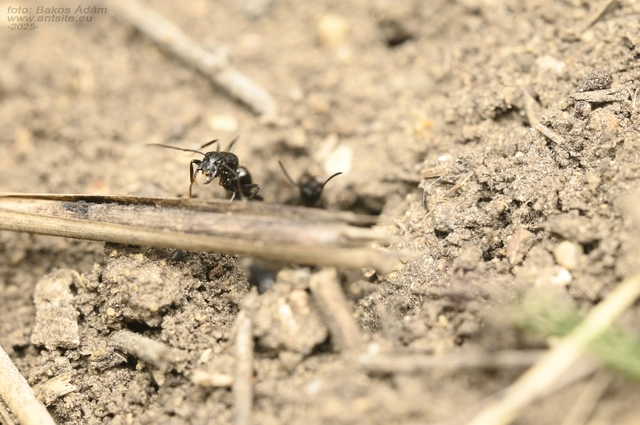 Camponotus aethiops - szőrös lóhangya