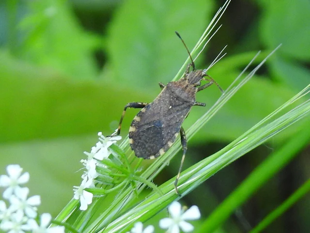 Ceraleptus gracilicornis - tüskéslábú karimáspoloska
