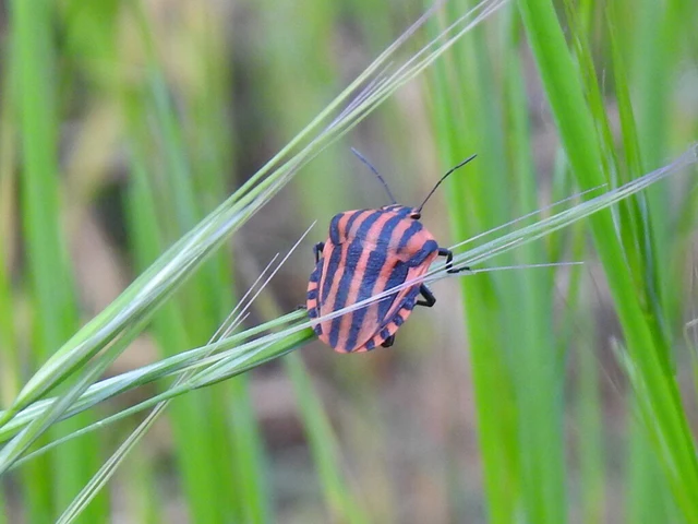 Graphosoma italicum - csíkos pajzsospoloska