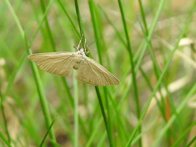 Minoa murinata - kutyatej-araszoló
