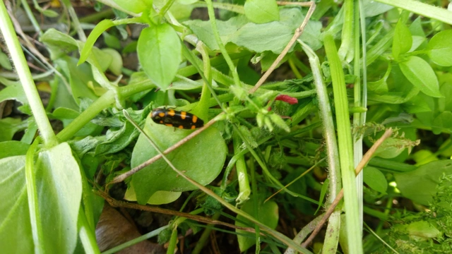 Ptosima undecimmaculata - sárgafoltos díszbogár