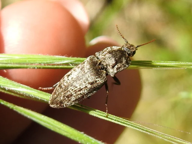 Agrypnus murinus - egérszínű pikkelyespattanó
