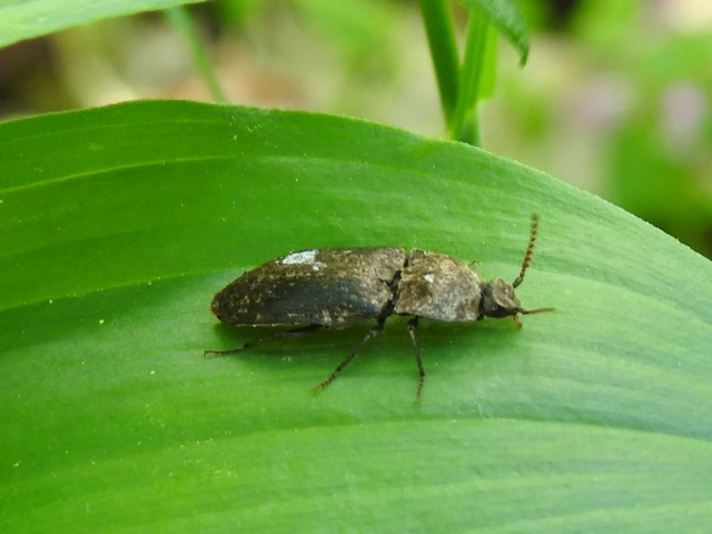 Agrypnus murinus - egérszínű pikkelyespattanó