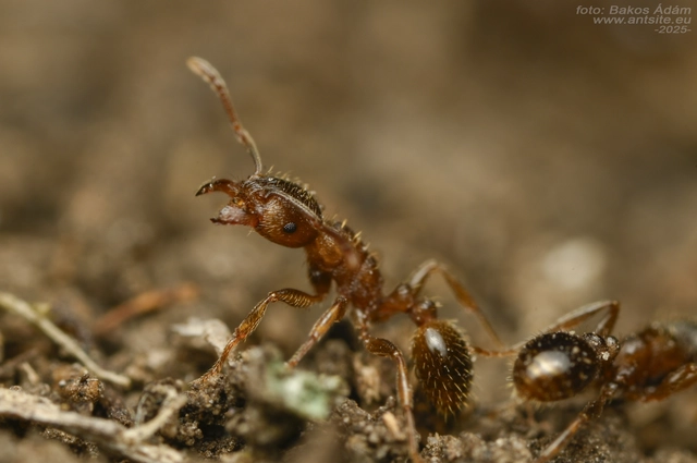 Tetramorium ferox - orosz gyepihangya