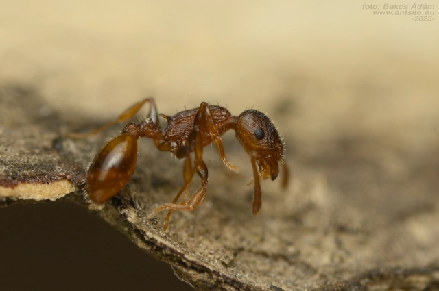 Temnothorax affinis - erdei kéreghangya