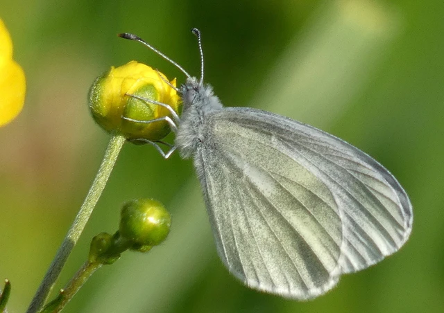 Leptidea sinapis - mustárlepke